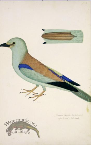 154 Swedish Birds . Corvus Garrulus.Female Eurasian Jay